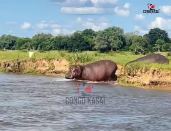 Un hippopotame à la rivière Kasaï © Ph Congokasai.com