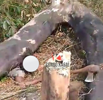 Tragedie a Luiza : une femme perd la vie en abattant du bois mort